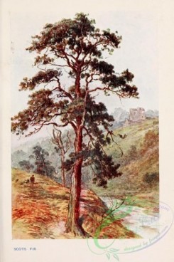 trees-00836 - Scots Fir [1745x2618]