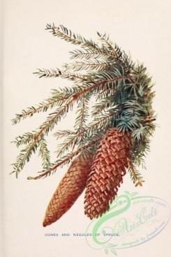trees-00841 - Spruce cones and needles [1745x2618]