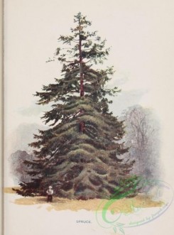 trees-00842 - Spruce [1838x2483]