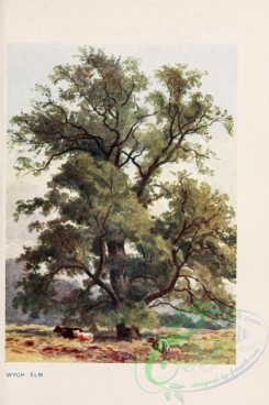 trees-00847 - Wych Elm [1745x2618]
