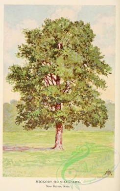 trees-00851 - Hickory or Shagbark [2138x3406]