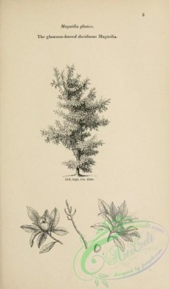 trees-01485 - black-and-white 003-Glaucous-leaved deciduous, magnolia glauca