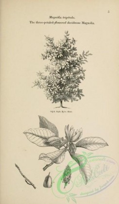 trees-01487 - black-and-white 005-Three-petaled-flowered deciduous Magnolia, magnolia tripetala