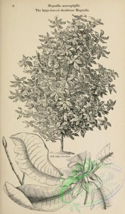 trees-01488 - black-and-white 006-Large-leaved deciduous Magnolia, magnolia macrophylla