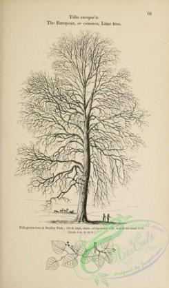 trees-01498 - black-and-white 016-European or Common Lime Tree, tilia europaea