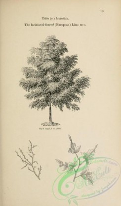 trees-01501 - black-and-white 019-Laciniated-leaved (European) Lime tree, tilia (europaea) laciniata