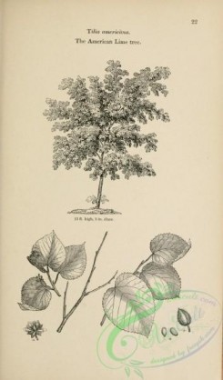 trees-01504 - black-and-white 022-American Lime tree, tilia americana