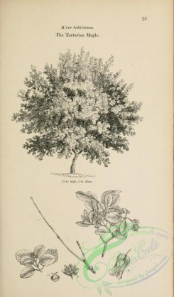 trees-01507 - black-and-white 025-Tartarian Maple, acer tataricum