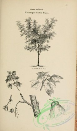 trees-01509 - black-and-white 027-Striped-barked Maple, acer striatum