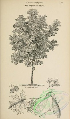 trees-01510 - black-and-white 028-Large-leaved Maple, acer macrophyllum