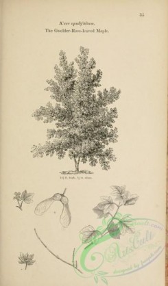 trees-01516 - black-and-white 034-Guelder-Rose-leaved Maple, acer opulifolium