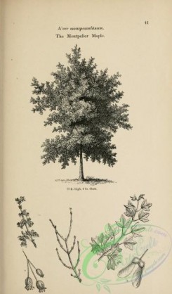 trees-01522 - black-and-white 040-Montpelier Maple, acer monspessulanum
