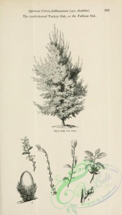 trees-01755 - black-and-white 066-Tooth-leaved Turkey Oak or Fulham Oak, quercus cerris fulhamensis (dentata)