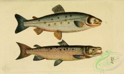 trouts-00038 - Salmon, Salmon Hook