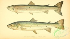 trouts-00085 - Slender Salmon, Blue Poll