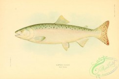 trouts-00097 - Humpack Salmon, 3