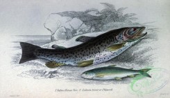 trouts-00112 - Salmo Ferox, Salmon trout or Phinock