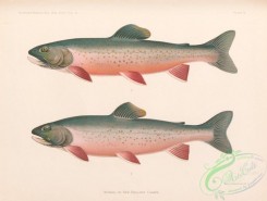 trouts-00254 - 003-Blueback Trout, salvelinus oquassa