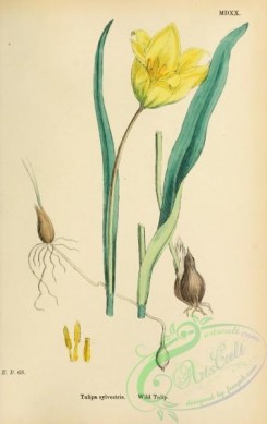 tulips-00001 - Wild Tulip, tulipa sylvestris [1735x2748]