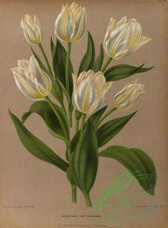 tulips-00014 - Single Early Tulip [5279x7137]