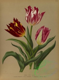tulips-00019 - Single Early Tulips [5278x7196]