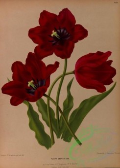 tulips-00021 - tulipa gesneriana [5169x7186]