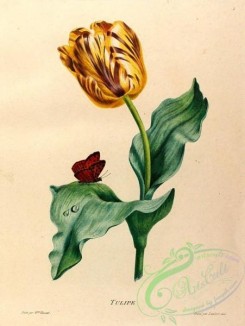 tulips-00026 - Tulips [1511x2009]