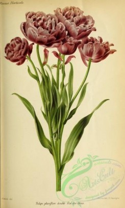 tulips-00028 - Tulips [2915x4836]