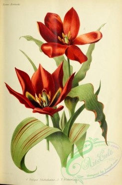 tulips-00031 - tulipa micheliana, tulipa watsoniana [3303x4979]