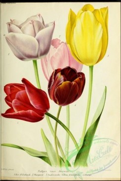 tulips-00033 - tulips [2435x3659]