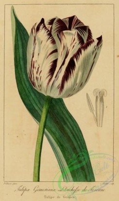 tulips-00043 - tulipa gesneriana duchesse de toscane [1304x2184]