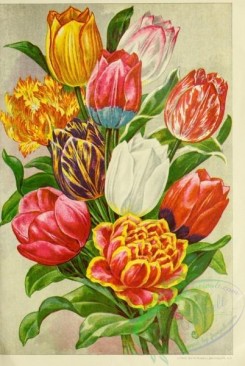 tulips-00196 - 025-tulips [2189x3267]