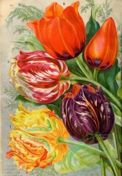 tulips-00205 - 054-Tulip [2336x3348]