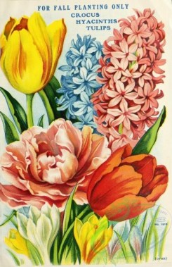 tulips-00272 - 094-Hyacinthus, Tulips, Crocus [2832x4376]