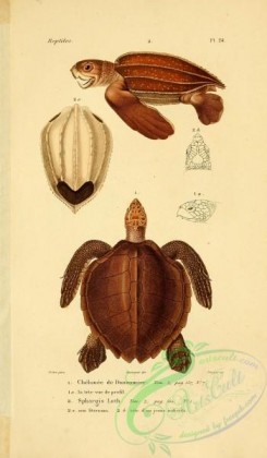 turtles-00001 - chelonee de dussumier, sphargis luth
