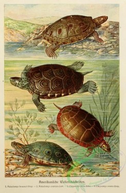 turtles-00009 - malaclemys lesueuri, malaclemys centrata, chrysemys picta, chrysemys ornata