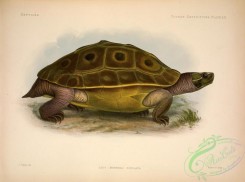 turtles-00016 - emys (morenia) ocellata