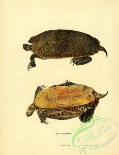 turtles-00024 - emys hicroglyphica
