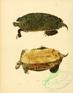 turtles-00038 - emys hicroglyphica