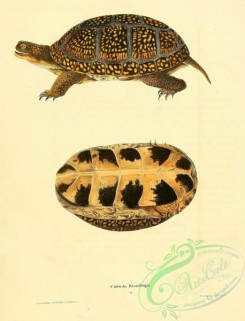 turtles-00053 - cistuda blandingii