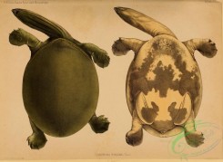 turtles-00058 - cycloderma frenatum