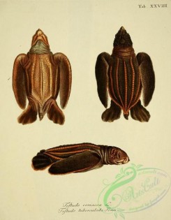 turtles-00060 - testudo coriacea, testudo tuberculata