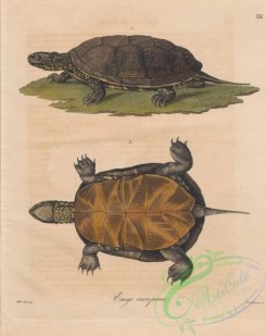 turtles-00097 - emys europaae