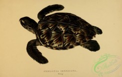 turtles-00099 - chelonia imbricata, 2