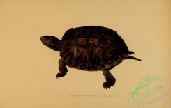 turtles-00101 - cyclemys orbiculata