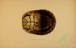 turtles-00109 - emys rugosa, 2