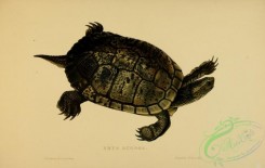 turtles-00110 - emys rugosa