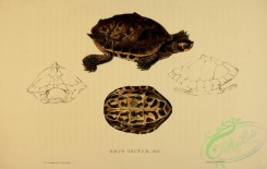 turtles-00114 - emys tectum