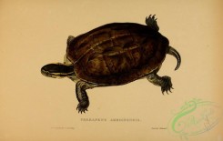 turtles-00117 - terrapene amboinensis