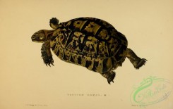 turtles-00124 - testudo graeca